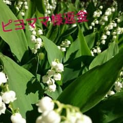 ピヨママ様返金用のサムネイル