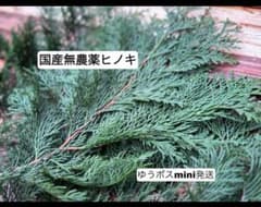 国産ヒノキ　葉　装飾、アクセ用のサムネイル