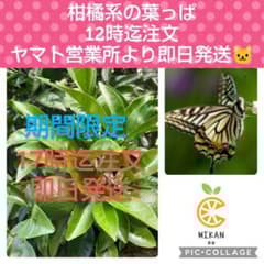 柑橘系　枝付き葉っぱ　1000枚　アゲハチョウ幼虫の餌 宅急便発送 柑橘系 枝付き葉っぱ 1000枚 アゲハチョウ幼虫の餌 宅急便発送