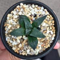 日曜まで！1週間限定出品】 ハオルチア スウェイ H. 'Sway' 多肉植物