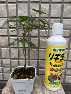山もみじ苗木 - メルカリ