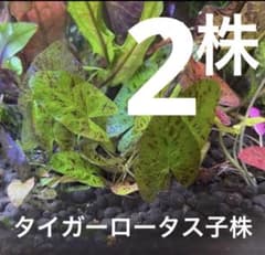 タイガーロータス　グリーン　子株✖️2のサムネイル