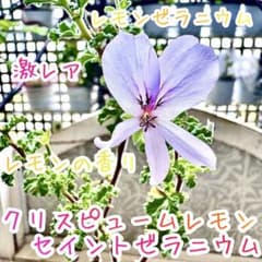 激レア　クリスピュームレモンセイントゼラニウム　レモンの香り　ゼラニウム　元苗 激レア クリスピュームレモンセイントゼラニウム レモンの香り