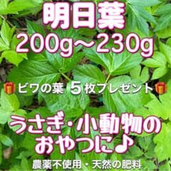 天然 明日葉200g〜230gビワの葉5枚プレゼントうさぎや小動物のおやつに♪のサムネイル