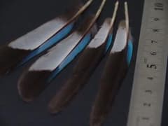 アオショウビンの初列風切羽根　鳥の羽根のサムネイル