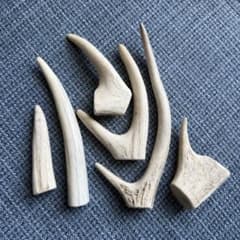 鹿の角 セット　エゾシカのサムネイル