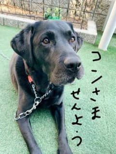 コン様専用のサムネイル