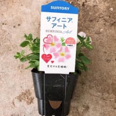 サフィニアアート　ももいろハート♬のサムネイル