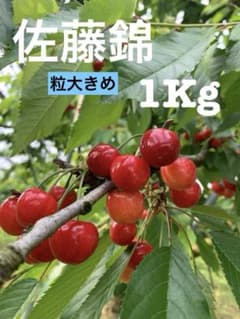 ㊴佐藤錦 さくらんぼ 1kg訳あり品のサムネイル