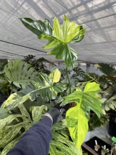 N5 フィロデンドロン キティナ 健康カット苗 - メルカリ