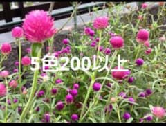 千日紅　種　5色セット　200粒以上のサムネイル
