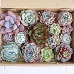 №799 多肉植物 韓国苗 エケベリア♡寄せ植えセット♡現品 匿名発送のサムネイル