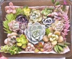 多肉弁当★カット苗セットのサムネイル