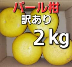 訳あり 熊本県産 パール柑４個入り ２kgのサムネイル