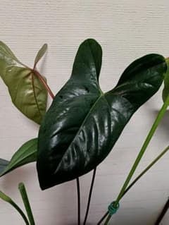 m22211686555_1.jpg?1746524276