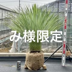 ユッカ • ロストラータ【樹高:約96cm】Jun14 - メルカリ