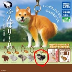 ふんばり〜ぬ どこでもふんばり〜ぬ チワワ（ブラックタン）のサムネイル