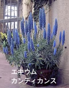 【レア植物】エキウム　カンディカンス　1苗のサムネイル