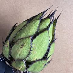 @*』様 099 アガベ チタノタ ホリダ 極上鋸歯 陽炎狂棘 極上株 極特選品 888 アガベ チタノタ ホリダ 極上鋸歯 陽炎狂棘 極上株 極特選品