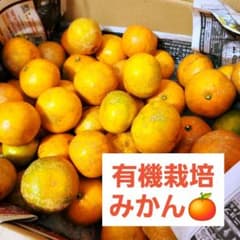 有機栽培 加工用みかん 　5キロのサムネイル