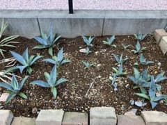 【19株まとめ売り特価】アガベ　アメリカーナ