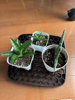 匿名発送】サンスベリア 3種セット 観葉植物 - メルカリ