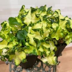 ポットごと　希少 斑入りヘデラ ムーンライト ヘデラ アイビー 寄せ植えのサムネイル