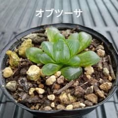 No.4 ハオルチア・オブツーサ 抜き苗 多肉植物 - メルカリ