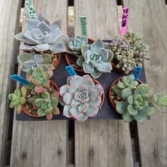 多肉植物 エケベリアetc… 根付き苗 6種類 寄せ植えセット 名札付き