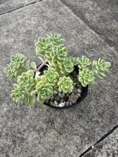 多肉植物 抜き苗 浜万年草錦 セダム - メルカリ