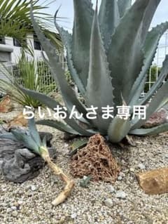 アガベ シルバーサーファーのサムネイル