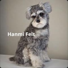 羊毛フェルト　シュナウザー　振り返りお座り　犬　トリミング前　一点物 羊毛フェルト シュナウザー 振り返りお座り 犬 トリミング前 一点物