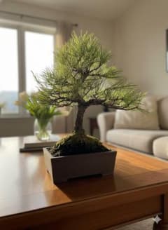 技術が光るS字曲線】【剪定＆針金済】黒松盆栽（模様木）☆アフター