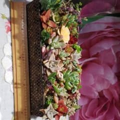 多肉植物。8×20cm.　カット苗。のサムネイル