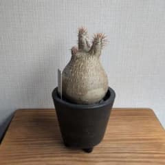 【休眠中価格】パキポディウム・グラキリス　牛柄良型　現地球・発根済 休眠中価格】パキポディウム・グラキリス 牛柄良型 現地球・発根済