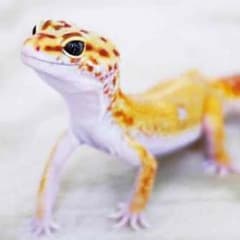 Kenta様専用のサムネイル