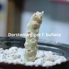 早い者勝ち☆大特価】 ドルステニア ギガス ブラータ 短葉 シルバー