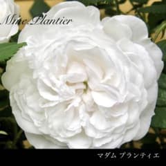 ◆花付き良いオールドローズ！グリーンアイのエアリーホワイトつるバラ挿し木苗のサムネイル
