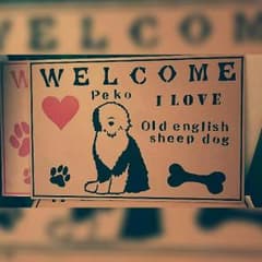犬種いろいろ ☆
オールドイングリッシュシープドッグ ペット 犬 ドッグのサムネイル