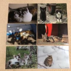 カフェベローチェねこクリアファイルのサムネイル
