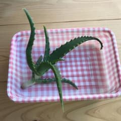 キダチアロエのサムネイル