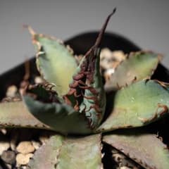 Agave ‘Eborispina×Black&Blue’ラスト1株 Agave 'Eborispina×Black&Blue'ラスト1株 - メルカリ