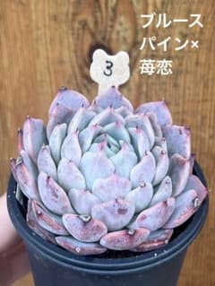Sana❁様 リクエスト 4点 まとめ商品のサムネイル