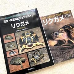 爬虫・両生類ビジュアルガイド　リクガメ　世界のリクガメ図鑑のサムネイル