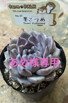 黒こつめ さいりん ファームパルク 札付き エケベリア farmpalk 黒こつめ さいりん ファームパルク 札付き エケベリア farmpalk - メルカリ