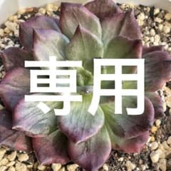 ひなまま☆様専用！ シルバープリンス錦 ブラックプリンス錦覆輪