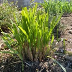 レモングラスの苗 5株　根っこ付きのサムネイル