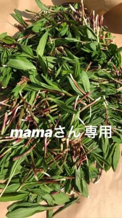 行者ニンニク アイヌネギのサムネイル
