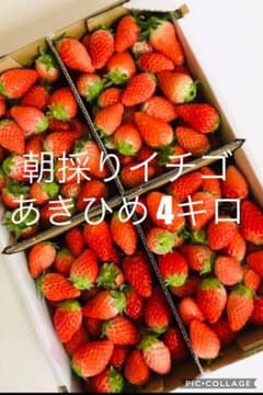 農家直送 朝採りイチゴ 4キロ ジャムなどにのサムネイル
