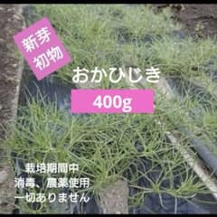 新鮮 おかひじき 400g無農薬 新芽 初物のサムネイル
